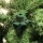 Ялина штучна 2,15 м Triumph Tree Hallarin Green With Frost (8718861443783) + 5